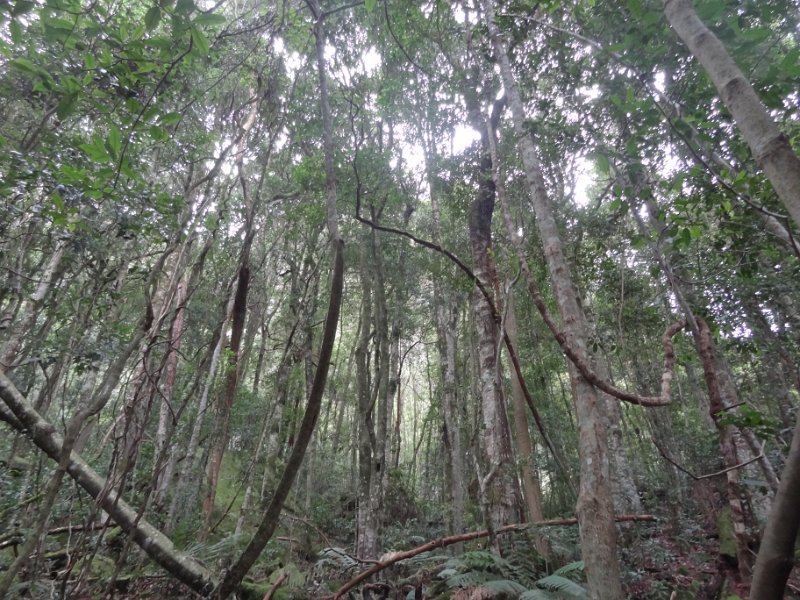 2015_Australie-3-Blue_Montains-3-Three_Sisters_et-environs_19