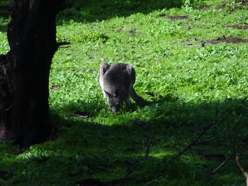 2019_Australie-2-Ocean_Road-11-Tower_Hill_05