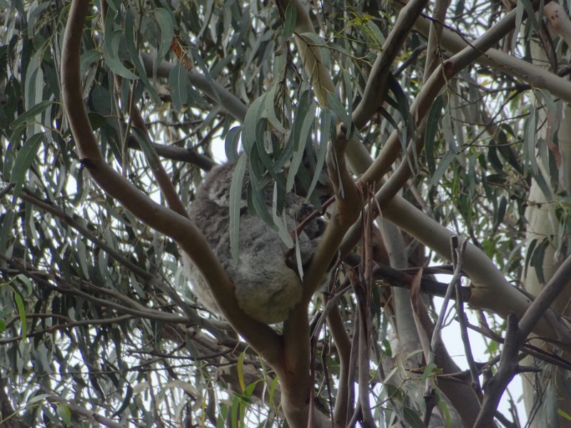 2019_Australie-2-Ocean_Road-4-Kennett_River_10