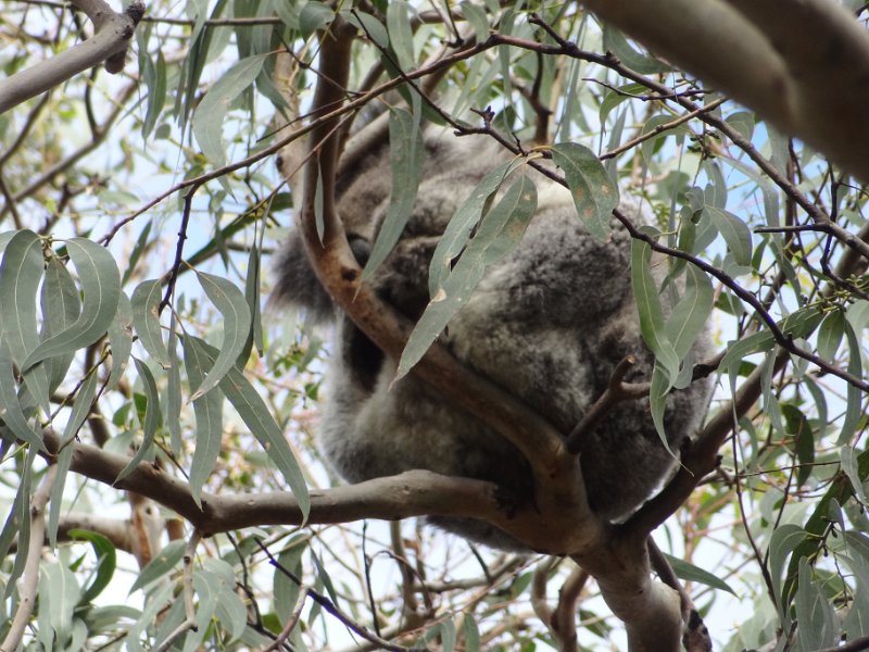 2019_Australie-2-Ocean_Road-4-Kennett_River_12