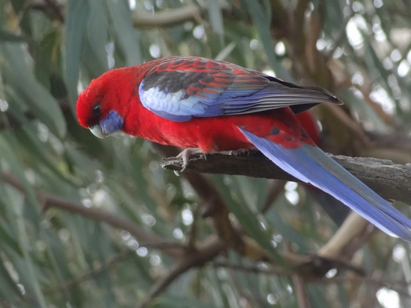 2019_Australie-2-Ocean_Road-4-Kennett_River_14