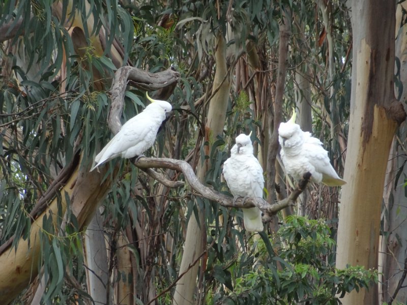 2019_Australie-2-Ocean_Road-4-Kennett_River_15