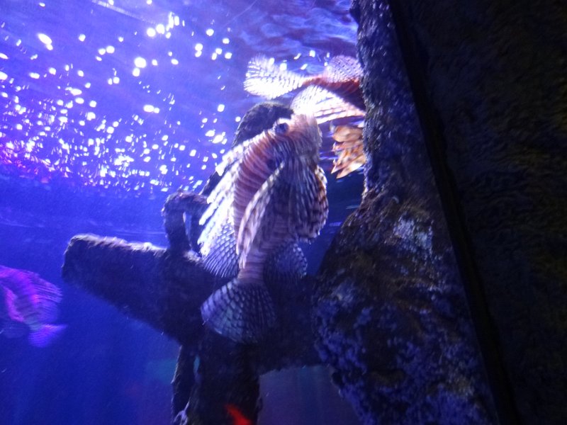 2019_Australie-1-Melbourne-11-Aquarium_02