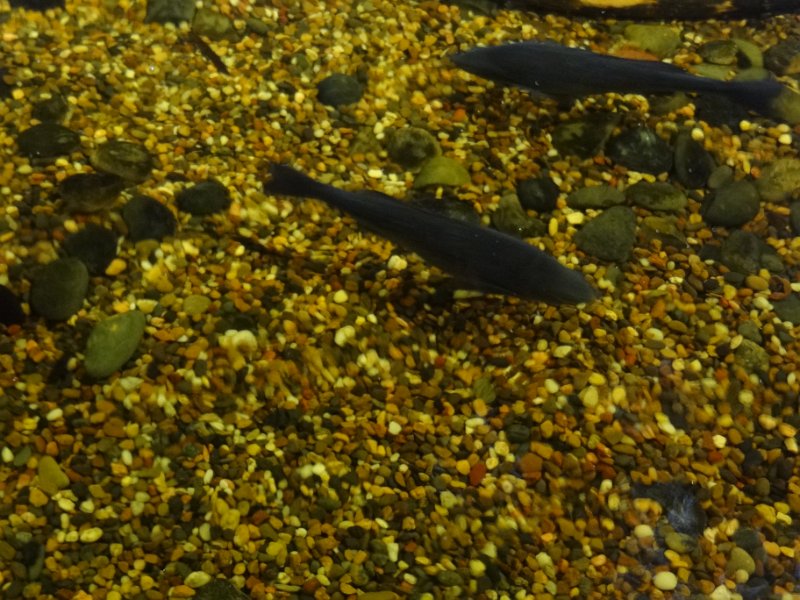 2019_Australie-1-Melbourne-11-Aquarium_08