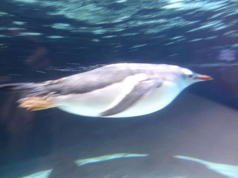 2019_Australie-1-Melbourne-11-Aquarium_11