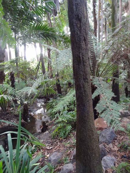 2019_Australie-1-Melbourne-5-Royal_Botanic_Gardens_Victoria_11