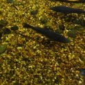 2019_Australie-1-Melbourne-11-Aquarium_08