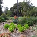 2019_Australie-1-Melbourne-5-Royal_Botanic_Gardens_Victoria_05