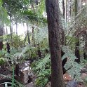 2019_Australie-1-Melbourne-5-Royal_Botanic_Gardens_Victoria_11