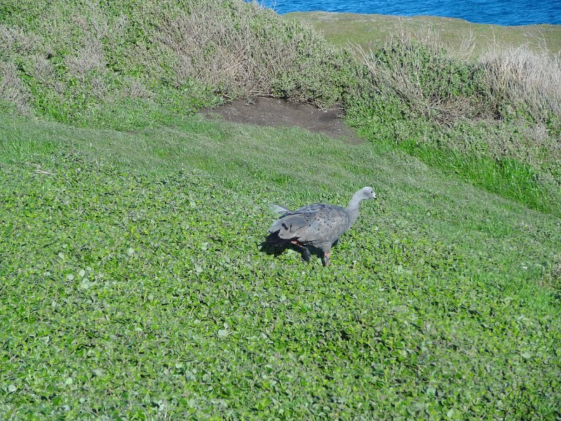2019_Australie-5-Phillip_Island_22