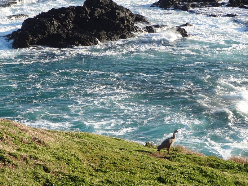 2019_Australie-5-Phillip_Island_23