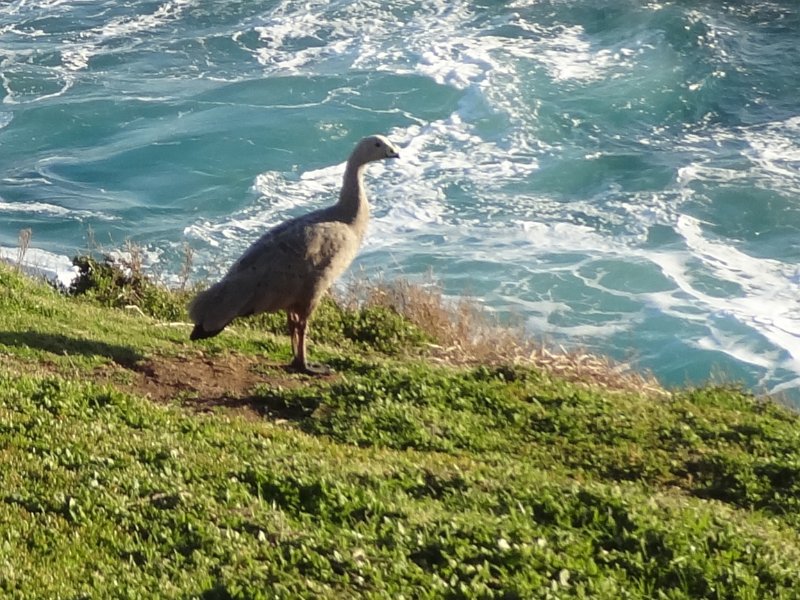 2019_Australie-5-Phillip_Island_24