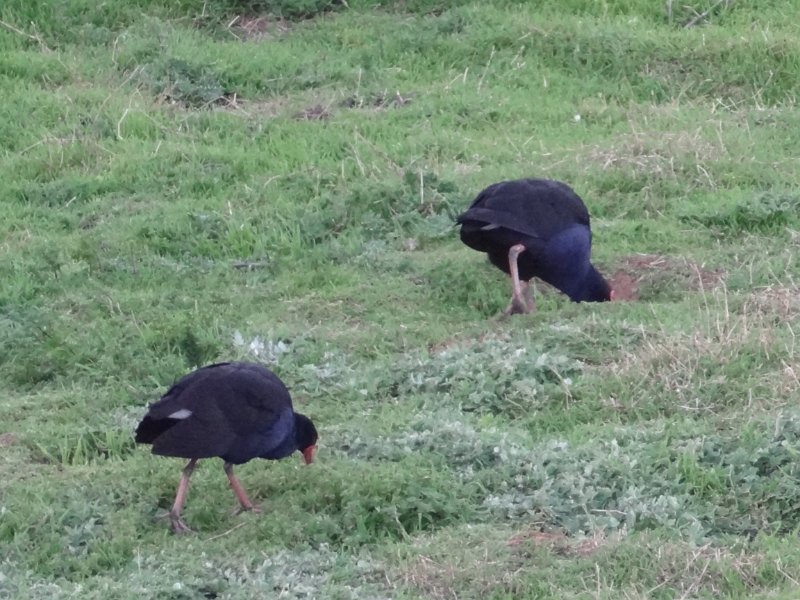 2019_Australie-5-Phillip_Island_33