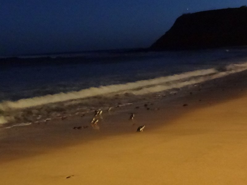 2019_Australie-5-Phillip_Island_37