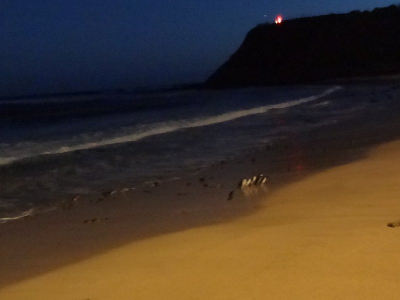 2019_Australie-5-Phillip_Island_38