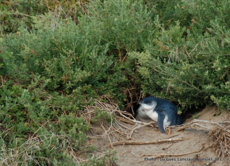 2019_Australie-5-Phillip_Island_46