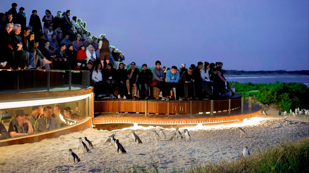 2019_Australie-5-Phillip_Island_47