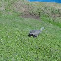 2019_Australie-5-Phillip_Island_22
