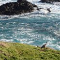 2019_Australie-5-Phillip_Island_23