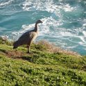 2019_Australie-5-Phillip_Island_24