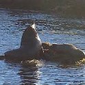 2019_Australie-5-Phillip_Island_28
