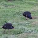 2019_Australie-5-Phillip_Island_33