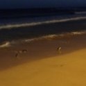 2019_Australie-5-Phillip_Island_35