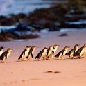 2019_Australie-5-Phillip_Island_40