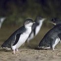 2019_Australie-5-Phillip_Island_42