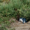 2019_Australie-5-Phillip_Island_46