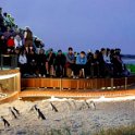 2019_Australie-5-Phillip_Island_47