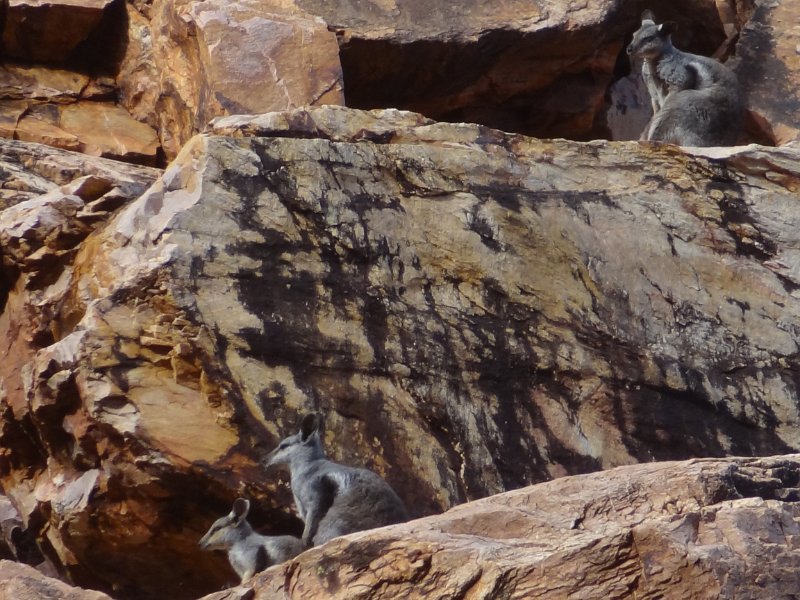 2015_Australie-2-Red_Centre-12-Simpsons_Gap_08