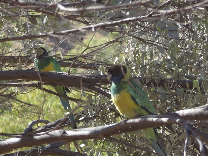 2015_Australie-2-Red_Centre-7-Ormiston_Gorge_26