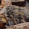 2015_Australie-2-Red_Centre-12-Simpsons_Gap_08