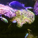 2015_Australie-1-Sydney-1-Darlind_harbour_Aquarium_04