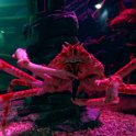 2015_Australie-1-Sydney-1-Darlind_harbour_Aquarium_07