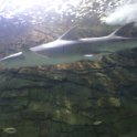 2015_Australie-1-Sydney-1-Darlind_harbour_Aquarium_10