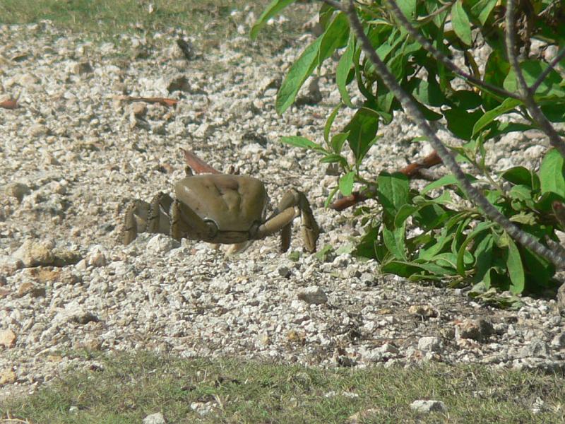 2010_Cuba-3-Baie_des_cochons_12.JPG - Un autre habitant de ces lieux, très fréquent, traversant la route.