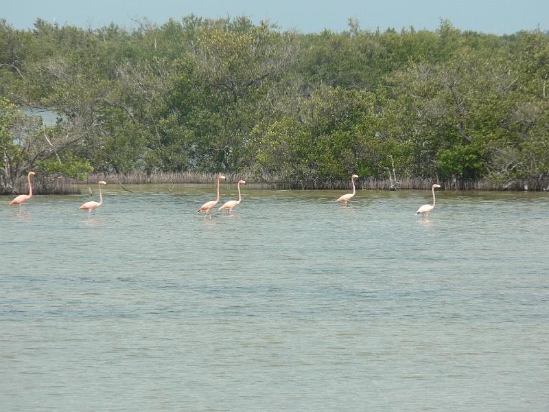 2010_Cuba-3-Baie_des_cochons_16.JPG - .. avec ses colonies de flamants...