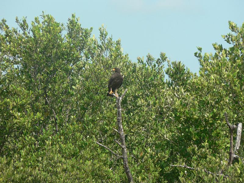 2010_Cuba-3-Baie_des_cochons_25.JPG - Un "similar" aigle pêcheur.