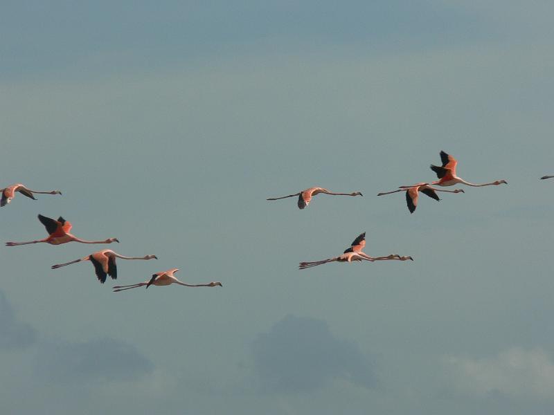 2010_Cuba-3-Baie_des_cochons_28.JPG