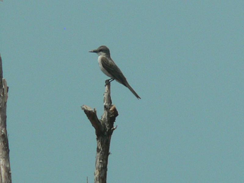 2010_Cuba-3-Baie_des_cochons_41.JPG - Un oiseau typique ce ce milieu, mais j'ai perdu le nom.