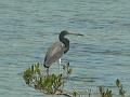 2010_Cuba-3-Baie_des_cochons_19