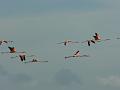 2010_Cuba-3-Baie_des_cochons_28