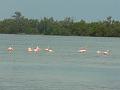 2010_Cuba-3-Baie_des_cochons_32