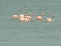 2010_Cuba-3-Baie_des_cochons_33