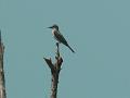 2010_Cuba-3-Baie_des_cochons_41