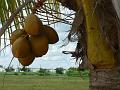 2010_Cuba-5-Ingenio_El_Oriente_10