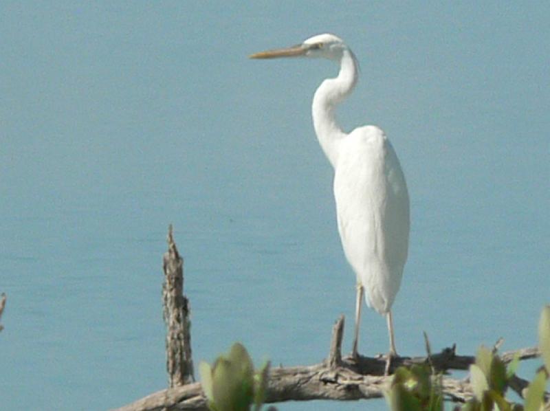 2010_Cuba-9-Cayo_Coco_et_Guillermo_07.JPG - ... qui ne fuient pas les touristes.