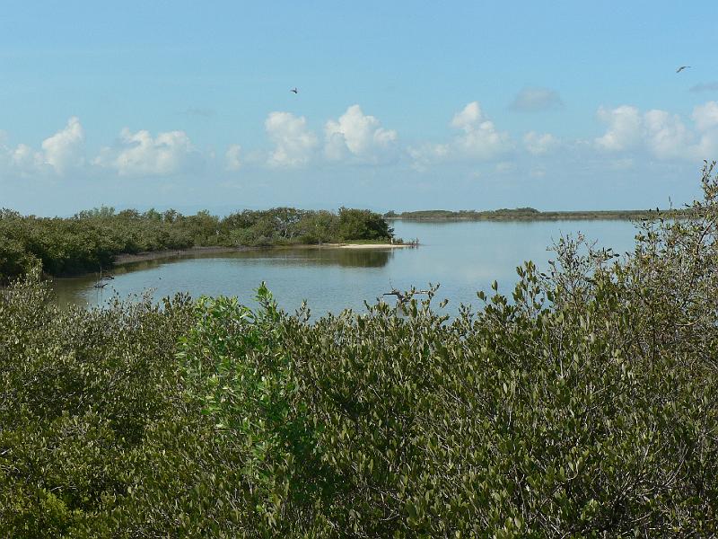 2010_Cuba-9-Cayo_Coco_et_Guillermo_08.JPG - De la mangrove...